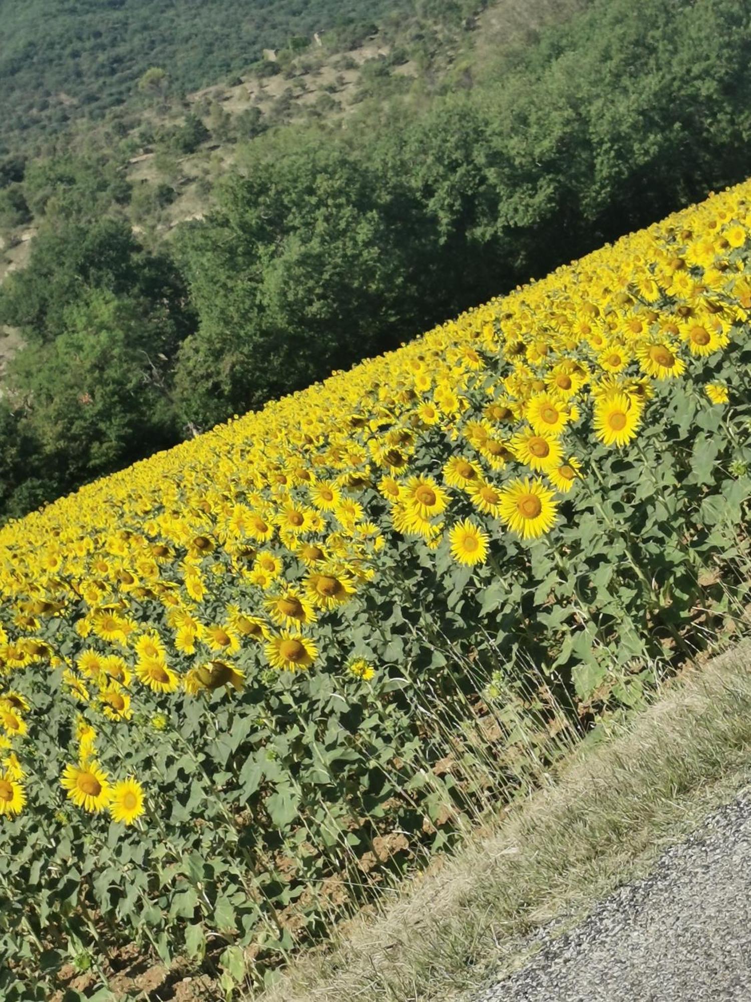Mes Maisons Gardoises, Two Gites Sleeping 13 With Two Private Pools, Kids Room, Laundry, Disco, Free Wifi, Linen And Dog'S Are Welcome Gagnières Zewnętrze zdjęcie